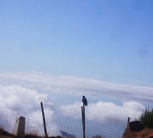 Z orłem ponad chmurami