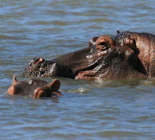 Hippos in der Lagune