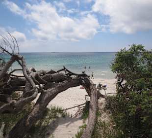 Pinienwald und öffentl. Strand hinter Hoteleinfahrt