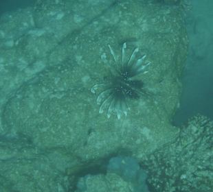 Feuerfisch am Hausriff