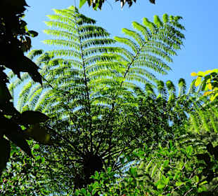 Farnbäume am Grand Étang