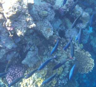 Rehana Royal Beach Resort & Spa