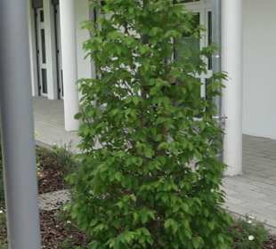 Tourist-Information Lützenhardt