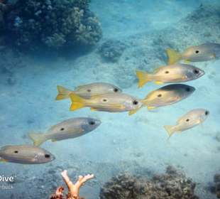 Schnorcheln Marsa Alam