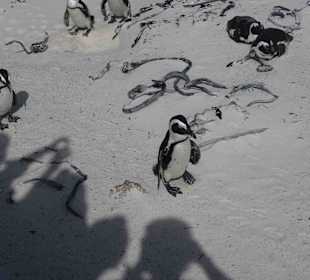 Boulders Beach