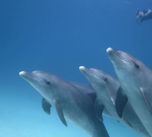 Sie sind nicht neugierig! Nein!