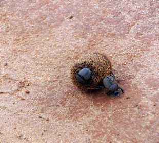 Mistkäfer mit Anhalter