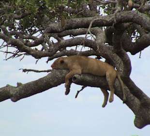 Serengeti - Löwen klettern auch auf Bäume