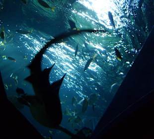 Aquarium