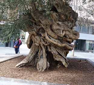 Olivenbaum in Palma