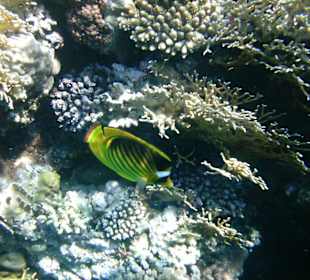 Unterwasserwelt Hotel Sharm Plaza