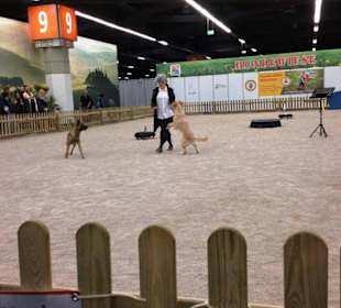 Hundeschule Training