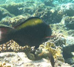 Am Hausriff Dreams Beach Resort & Dreams Vacation Resort