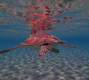 Meeresschildkröte ganz nah