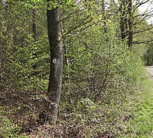 Wanderweg Firstwaldrunde