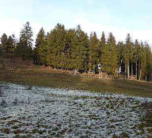 Wildfütterung von freilaufendem Rotwild