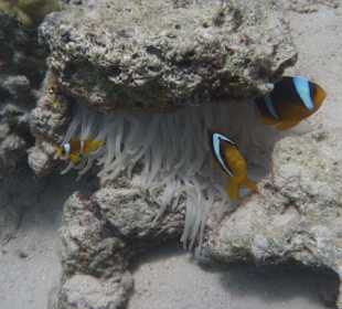 Schnorcheln am Hausriff