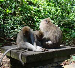 Monkey-Forrest Ubud