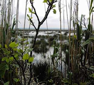 Parc Natural de S'Albufera