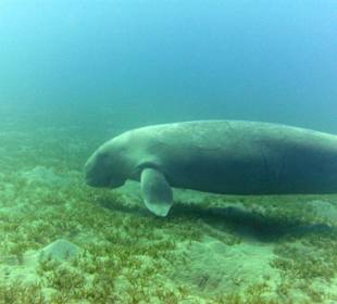 Dugong (Seekuh)
