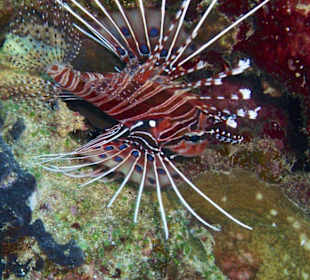 Feuerfisch