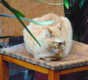 Café de la Peña Pasteleria Francesa