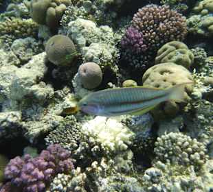 Schnorcheln Makadi Bay