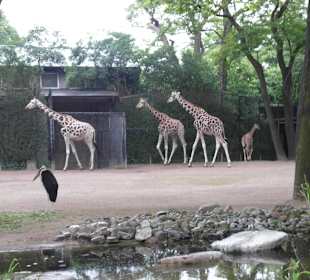Tierpark