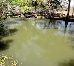 Zuchtteich für Buntbarsche