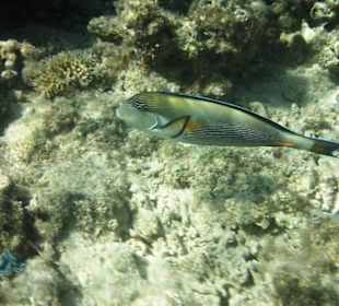 Einer oder lieber ein Schwarm?