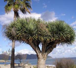 Palmen am Strand von Cala Millor