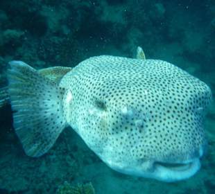 Gewöhnlicher Igelfisch