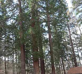 Wellingtonien - Platz mit Mammutbäumen