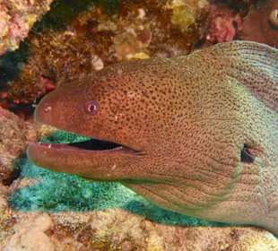 Schnorcheln Sahl Hasheesh