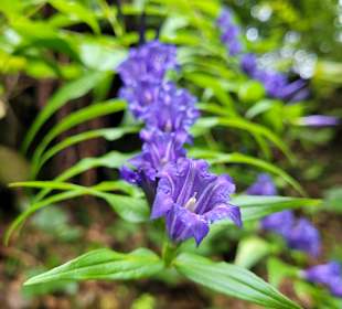 Wandern Hermagor - Pressegger See