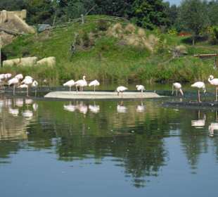 Wasservögel auf dem "Großen Afrikanischen See"