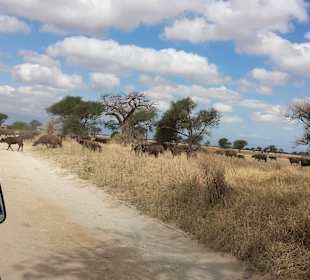 Tarangire Nationalpark