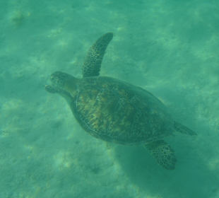 Schwimmen mit  Schildkröte