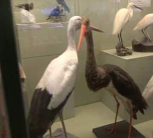 Naturhistorisches Museum