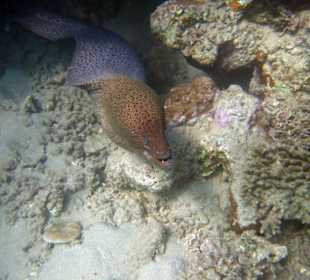 Muräne am Lahami Hausriff