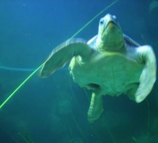 Meeresschildkröte