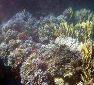 Kinderstube an Korallen