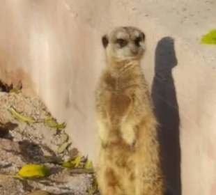 Aus dem Raritäten Zoo Ebbs