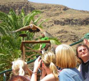 Raubvogelshow