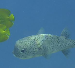 Schnorcheln Marsa Alam