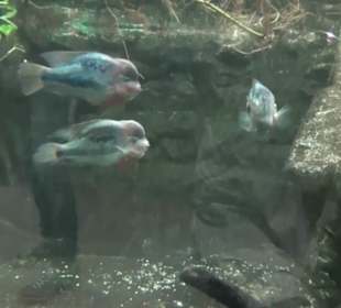 Südamerika Bereich - Jaguarhaus