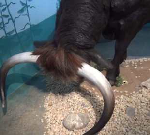 Ausstellung Eis Safari