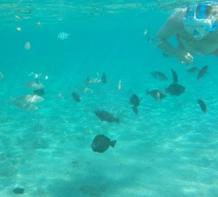 Hausriff - die Fische haben keine Angst