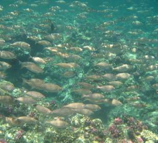 Fische, Fische, Fische