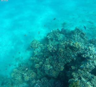 Schnorcheln Marsa Alam